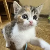 マンチカン(長足)