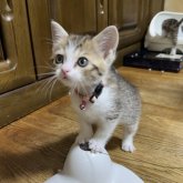 マンチカン(長足)