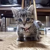マンチカン(短足)