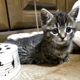 マンチカン(短足)