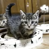 マンチカン(短足)【千葉県・女の子・2025年10月29日・ブラウンパッチドマッカレルタビー】の写真2