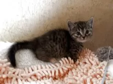 マンチカン(短足)【千葉県・女の子・2025年9月10日・ブラウンパッチドマッカレルタビー】の写真2