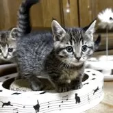 マンチカン(短足)【千葉県・女の子・2025年10月29日・ブラウンパッチドマッカレルタビー】の写真3