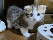 マンチカン(短足)【千葉県・男の子・2025年7月7日・ブラウンマッカレルタビー&ホワイト】の写真10