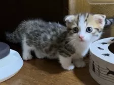 マンチカン(短足)【千葉県・男の子・2025年7月7日・ブラウンマッカレルタビー&ホワイト】の写真11