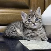 マンチカン(短足)【千葉県・女の子・2025年3月30日・ブラウンパッチドマッカレルタビー】の写真5