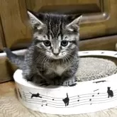 マンチカン(短足)【千葉県・女の子・2025年10月29日・ブラウンパッチドマッカレルタビー】の写真8