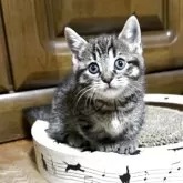 マンチカン(短足)【千葉県・女の子・2025年10月29日・ブラウンパッチドマッカレルタビー】の写真9