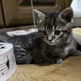 マンチカン(短足)【千葉県・男の子・2025年10月29日・ブラウンマッカレルタビー】の写真9