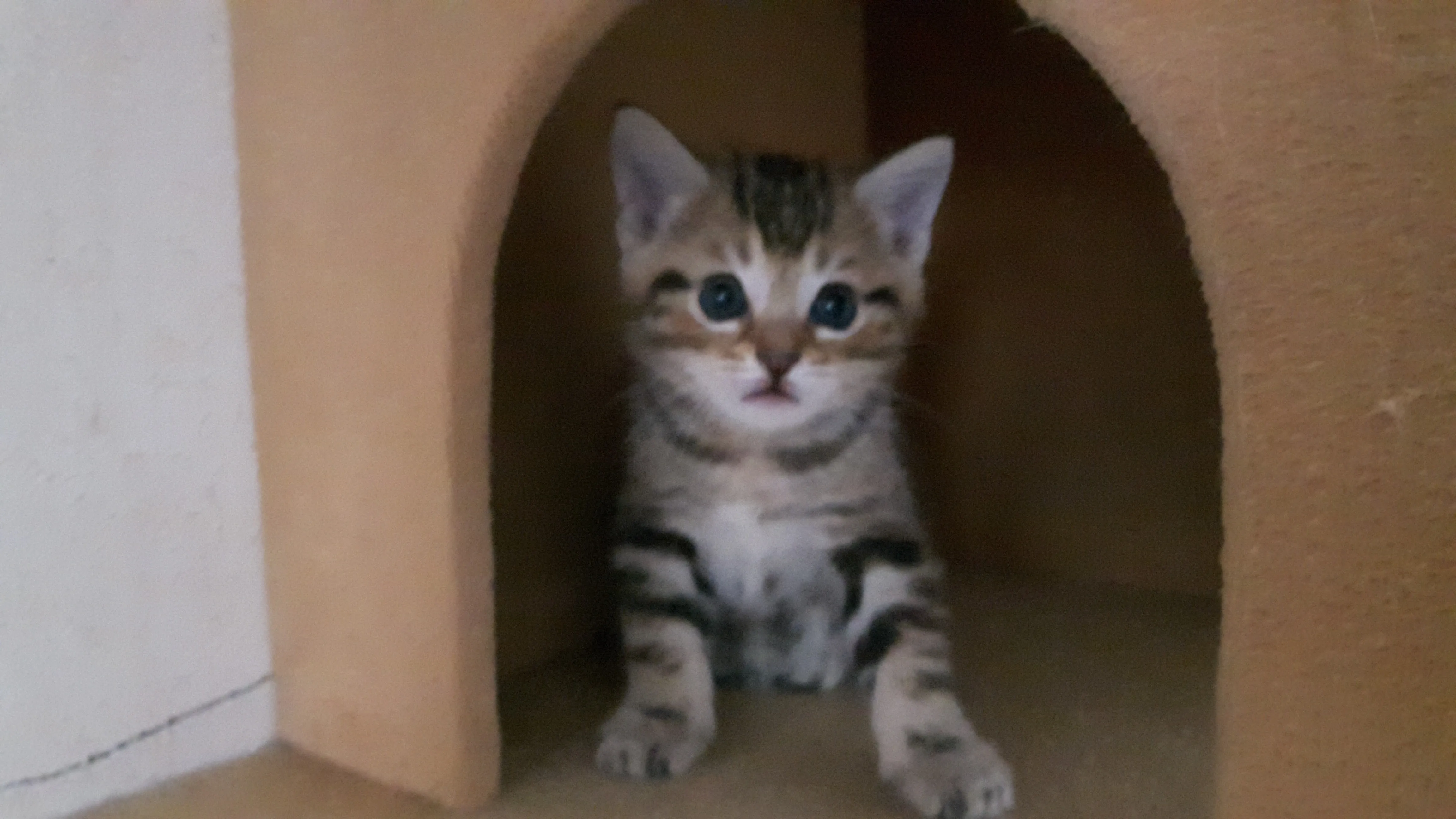 しんのすけ 様のお迎えした子猫