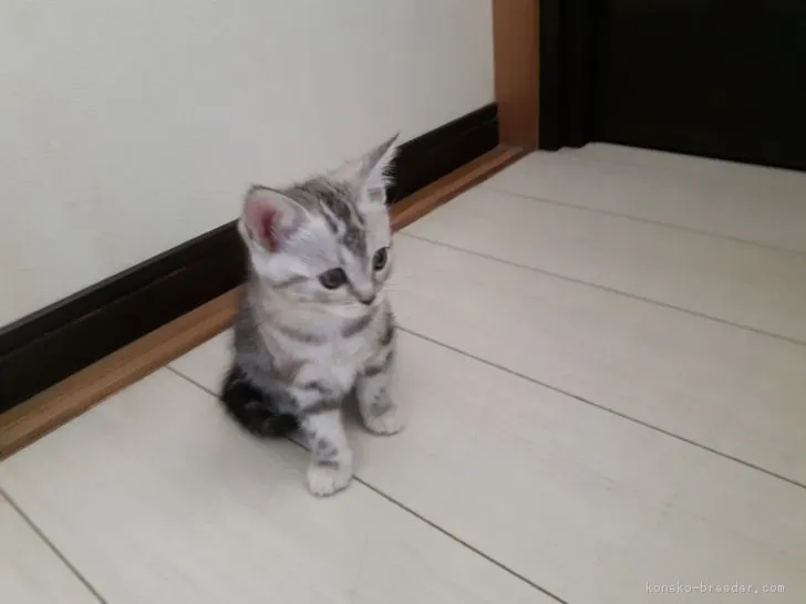 ID:1804-00910の子猫