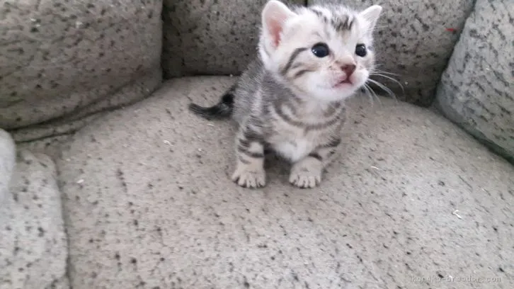 ユウ 様のお迎えした子猫
