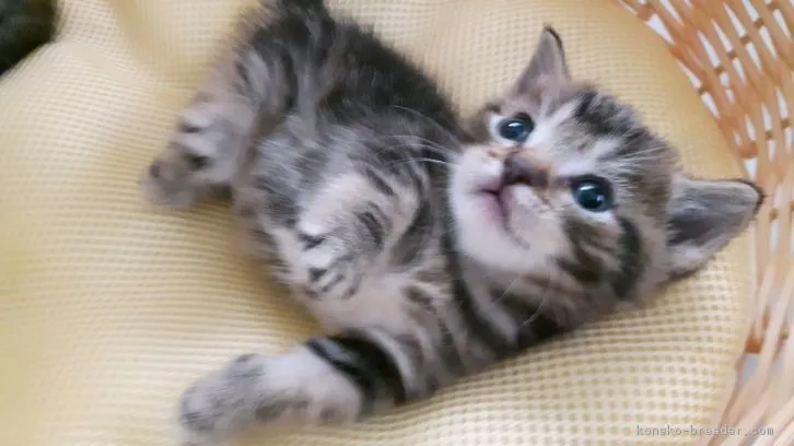 ID：1610-00659の子猫