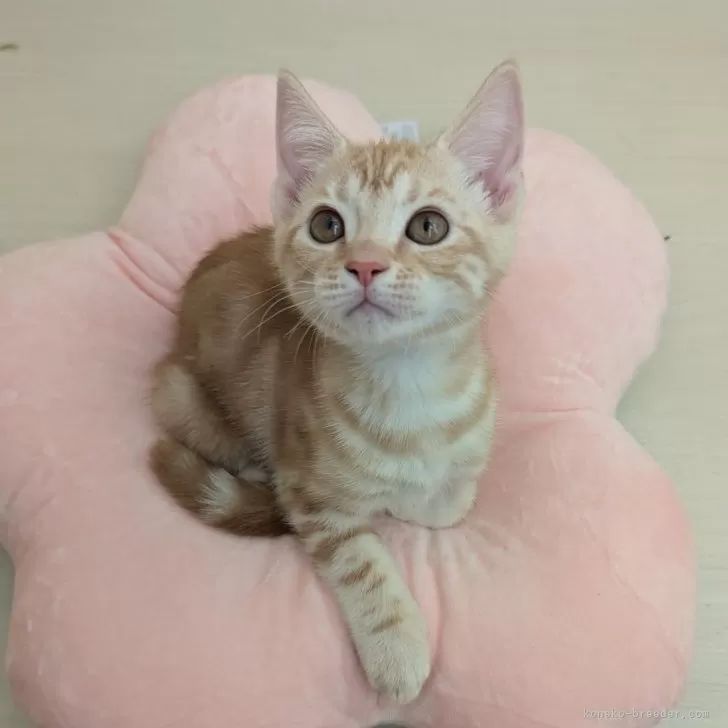 ルー 様のお迎えした子猫