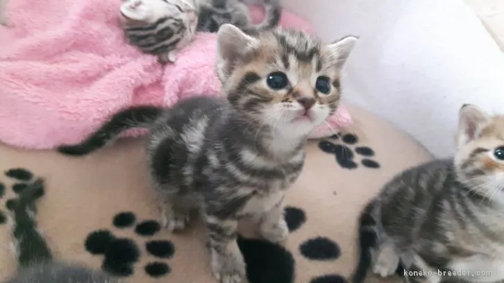 ID:1605-00376の子猫