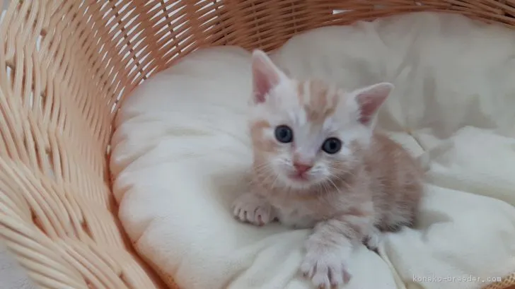チャチャくん 様のお迎えした子猫