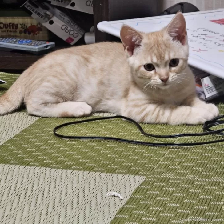 ID:2403-02974の子猫