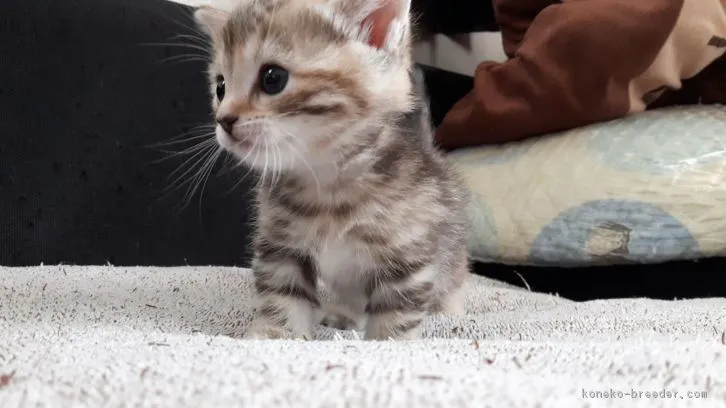 ID：1610-00658の子猫