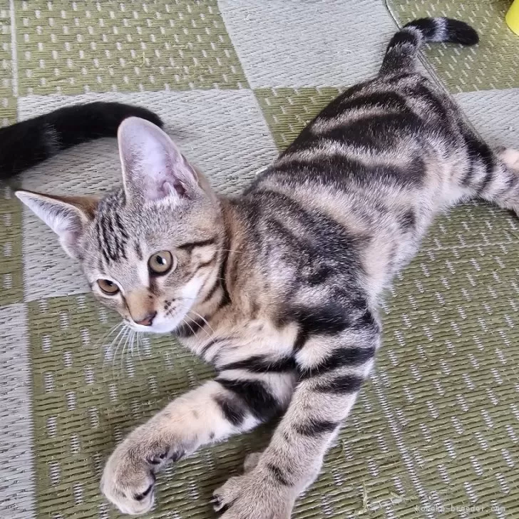 H.O 様のお迎えした子猫