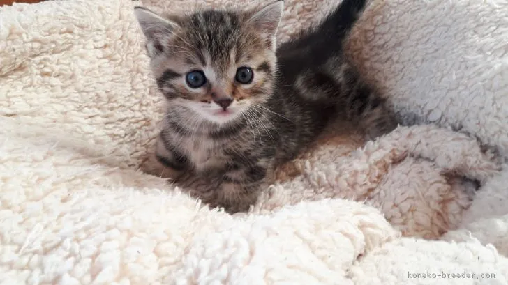 かわち 様のお迎えした子猫