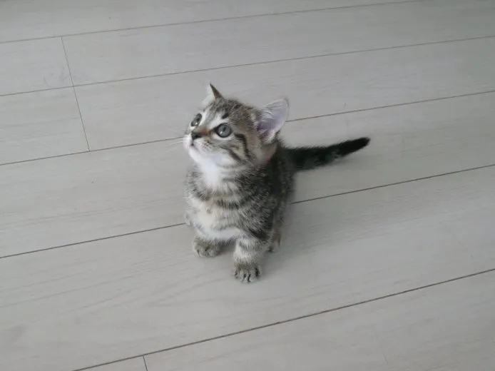 ID：1409-00025の子猫