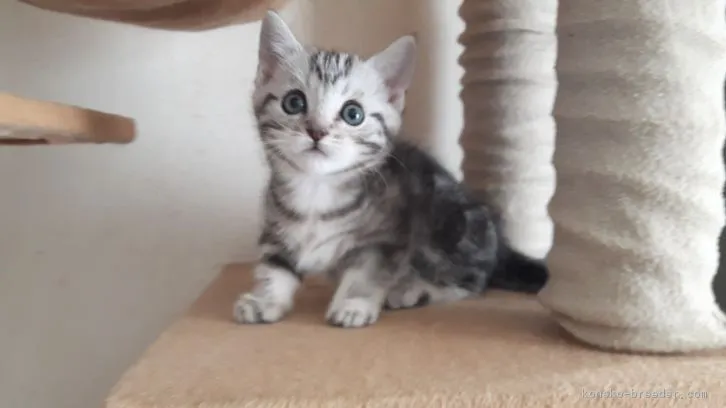 ツナちゃん 様のお迎えした子猫