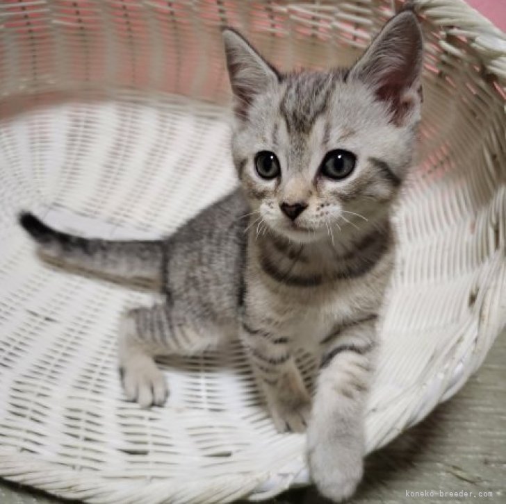 にゃっち 様のお迎えした子猫