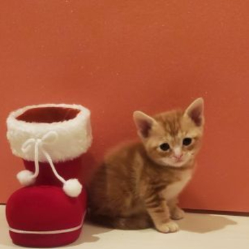 マンチカン(長足)【福島県・女の子・2022年11月26日・レッドタビー（短毛）】の写真「短足のマンチカンの女の子です。」