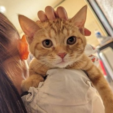 マンチカン(長足)【福島県・女の子・2023年9月3日・レッドスポテッドタビー（短毛）】の写真「マンチカンの女の子
短毛長足の元気な子猫です😊」