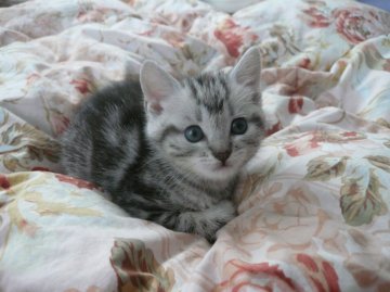 マンチカン【福島県・男の子・2014年4月15日・シルバータビー】の写真「とても愛くるしく見つめてきます!(^^)!」