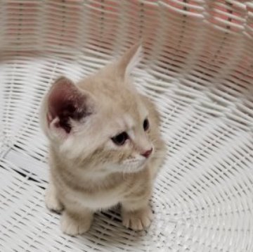 マンチカン(短足)【福島県・男の子・2023年4月25日・クリームタビー（短毛）】の写真「マンチカンの男の子
短足のクリームタビーです。」