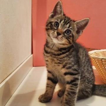 マンチカン【福島県・男の子・2022年7月20日・ブラウンパッチドタビー（短毛）】の写真「マンチカンの男の子
元気いっぱいです。」