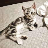 マンチカン(短足)