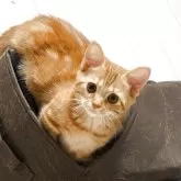 マンチカン(短足)【福島県・女の子・2025年5月24日・レッドタビー】の写真2「9/26撮影」