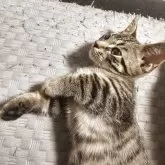 マンチカン(短足)【福島県・男の子・2025年5月24日・ブラウンパッチドタビー】の写真3