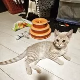 マンチカン(長足)【福島県・男の子・2025年5月24日・クリームスポテッドタビー】の写真3