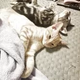 マンチカン(長足)【福島県・男の子・2025年5月24日・クリームスポテッドタビー】の写真4