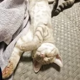 マンチカン(長足)【福島県・男の子・2025年5月24日・クリームスポテッドタビー】の写真5