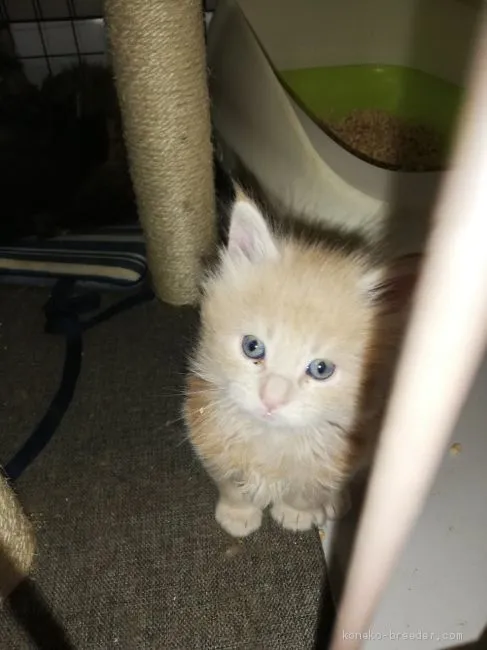 ID:2005-00229の子猫