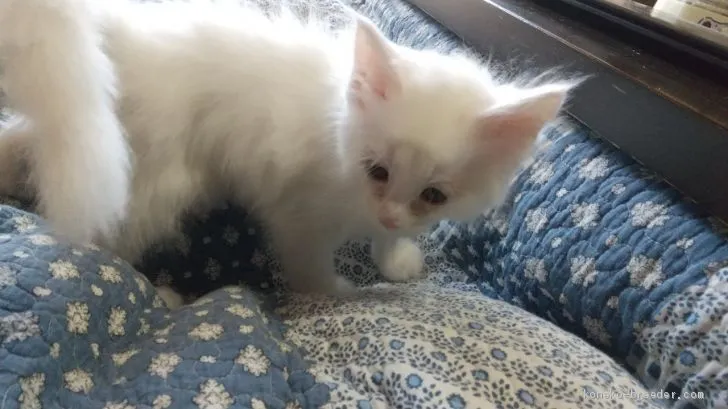 ID：2011-00009の子猫