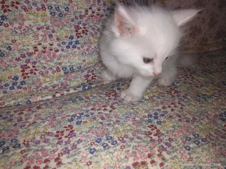 ID:1808-00634の子猫