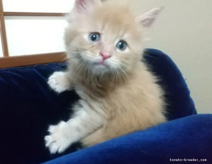 ID:2108-00992の子猫