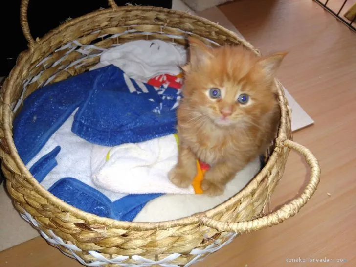 ID:1802-00655の子猫