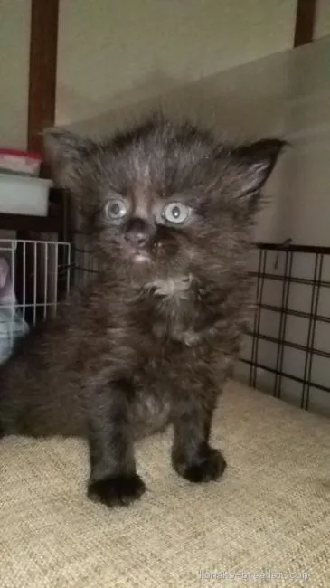ID:2005-00080の子猫