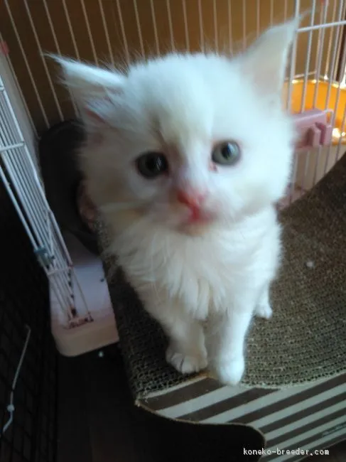 ID:1905-00364の子猫
