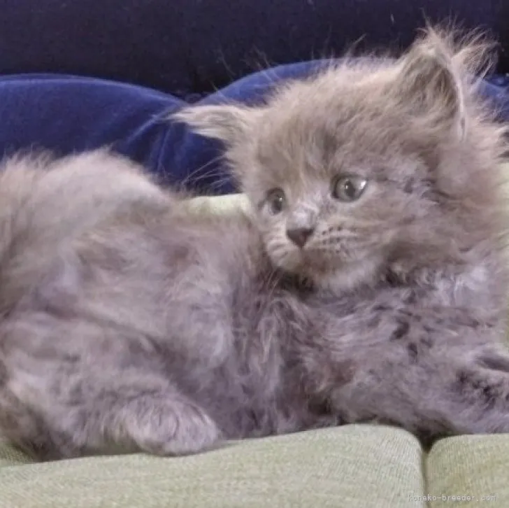 ID：2305-02844の子猫