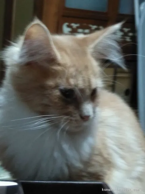 ID:1709-00880の子猫