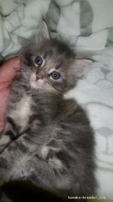 ID：2003-01303の子猫