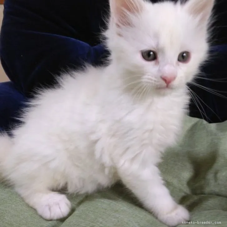 ID:2306-01187の子猫