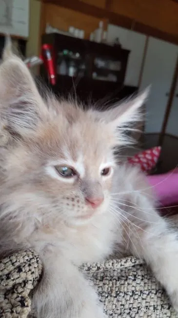 ID:2205-03425の子猫
